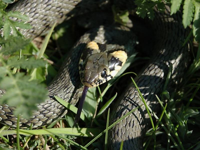 NP Podyjí - užovka obojková