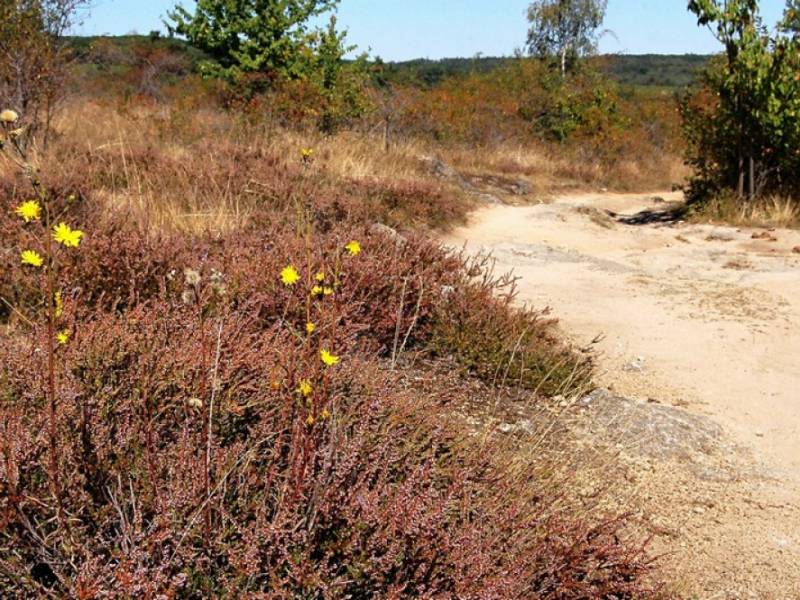 NP Podyjí - vřesoviště